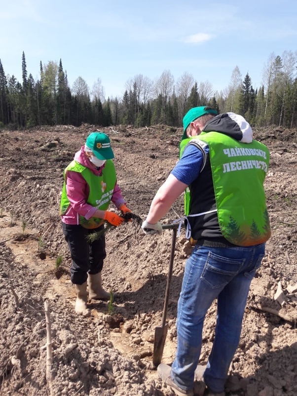 Фото: ГКУ «Чайковское лесничество»