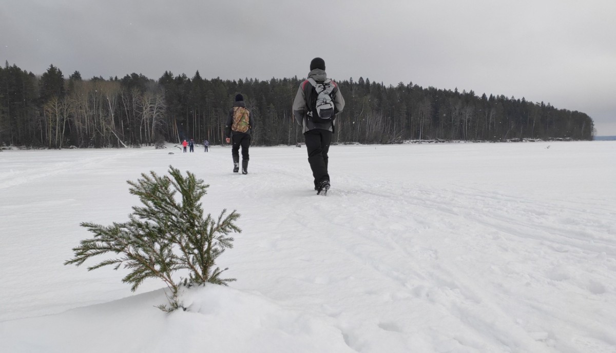 Дорога к сосновым атлантам